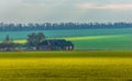 Emerald fields. Spring fog. Winter culture. Royalty Free Stock Photo